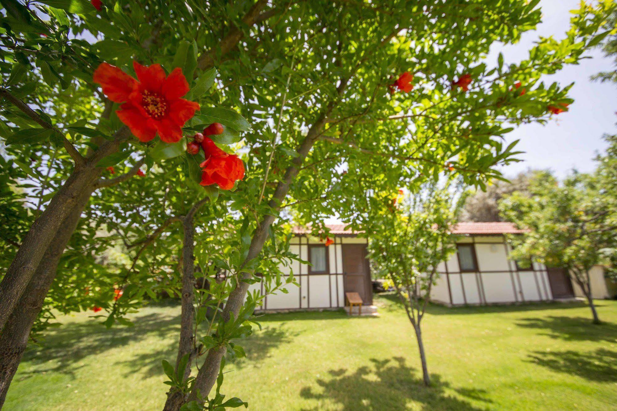 Bal Badem Bungalow ダッチャ エクステリア 写真